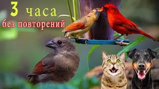 Птицы Нашего Двора - ДАР ПРИРОДЫ Кардиналы и др. и для Кошечек и Собачек 4K60 HDR