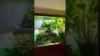 Наш пооект «ВодопадПескопад» #aquascape #aquarium #рыба #aquascaping