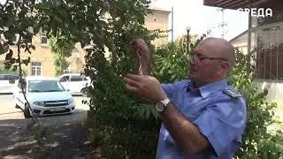 Очаги карантинного вредителя были обнаружены в парках Дербента и Дагогней