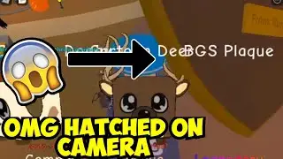 HATCHED NEW BGS PLAQUE ON CAMERA!! BGS!😲