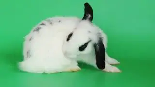 Funny Animlas Cat and dog Rabbit