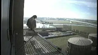 Peregrine Falcons in Zwolle Sunday February 10, 2008