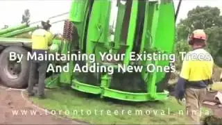 Tree removal in Etobicoke Ontario