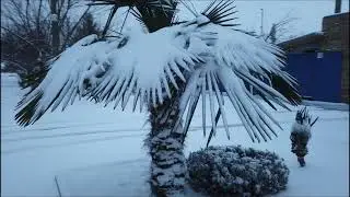 Опять пришла зима, Пальмы опять без укрытия!