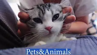 Love and fun between cats and me