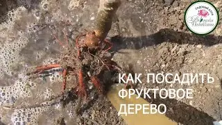 КАК ПРАВИЛЬНО ПОСАДИТЬ ФРУКТОВОЕ ДЕРЕВО