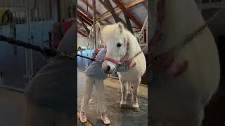 Surprised our daughter with a new pony🥹💖 