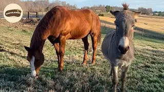 Lonely Horse Found Joy Again When a Playful Donkey Arrived