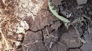 Глифосат на парах спустя 2 недели!