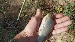 Караси за час!!!