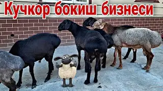 Кучкорларни чумилтирдик, фойдаси жуда катта