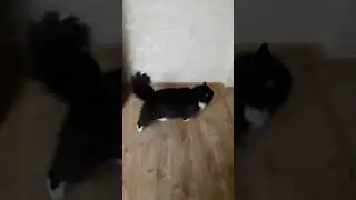 В доме ,где есть кот, других украшений не нужно