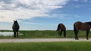 Morning walk on the Prairie (with wild untamed horses)