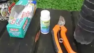 ‪Growing Citrus from Cuttings,‬‏