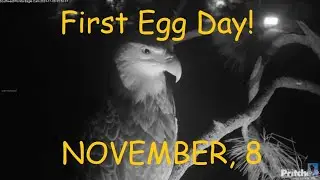 SWFL Eagles - M15 Awake, Watching And Waiting, Ready For The First Egg!
