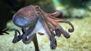 Secrets of the Octopus Revealed: Unveiling Fascinating Facts About Nature's Intelligent Invertebrate