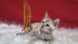Бенгальская девочка минк