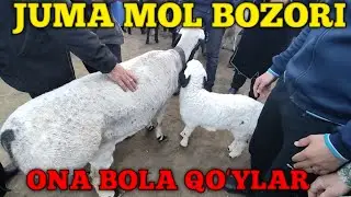 BUXORO JONDOR MOL BOZOR ONA BOLA QOʻYLAR  NARXLARI
