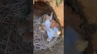 Ana gibi yar Baba gibi ;)