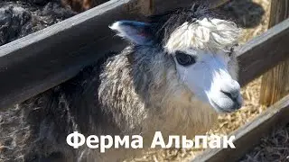 Ферма Альпак