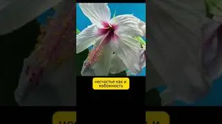 Счастье зависит от ваших мыслей