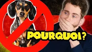 ADIEU les Teckels: Les allemands veulent les interdire! Je te dis pourquoi c´est une bonne idée.