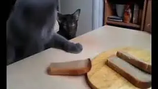 Коты воруют хлеб ,  Cats steal bread