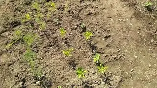 Земляника и лук из семян. Ломонос