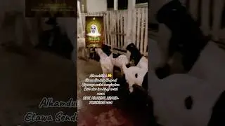 Pengiriman kambing untuk acara HAUL KH.ABDUL HAMID - PASURUAN