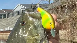 Flat-sided Crankbaits- Tips and Info; MAJOR Life & Channel Update
