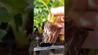 рассада клубники из замороженных усиков