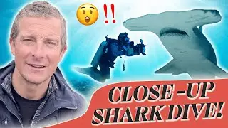 Former Royal Marines Commando FACES OFF with Hammerhead Sharks! | Bear Uncut