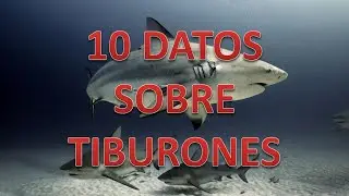10 DATOS SOBRE TIBURONES