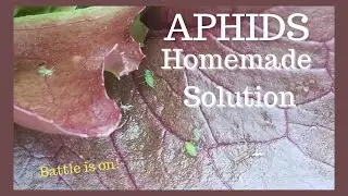 We've Got Aphids!