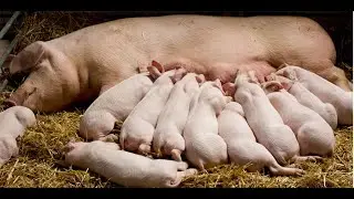 MANAGING YOUR SOWS BEFORE AND AFTER BIRTH#farming #viral #viralvideo #piggery #viralshort