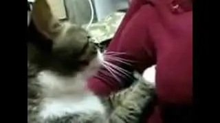 Кот и сиськи!