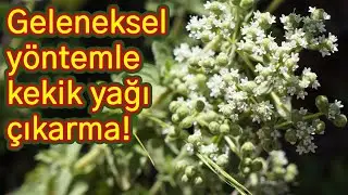 Geleneksel kekik yağı çıkarma yöntemi