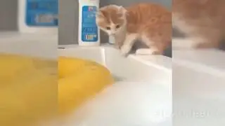 Приколы с кошками и котами  Часть 1. Подборка смешных и интересных видео с котиками и кошечками