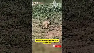 A mother's love is stronger than fear