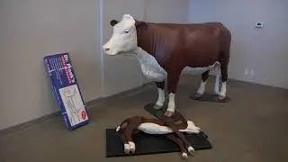 VSI Hereford Dystocia Simulator with matching calf
