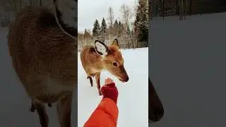 Самка оленя ест с руки 