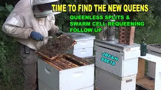 Queenless Split Queen Right Checks S8E18 
