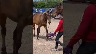 Карачаевские Сойка и Каир на Иппосфере 