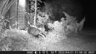 Kitten surprised by badger entering the garden