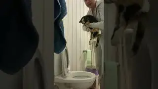 Expressing milk from a cat