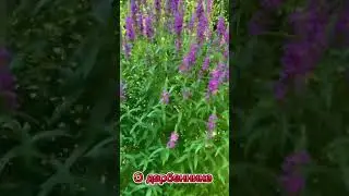 Видеопортрет растения. Дербенник #сад #дача #nature #цветы #garden