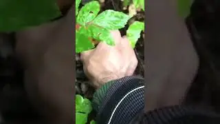 HAVE YOU SEEN THIS?! WHITE MUSHROOMS ON EVERY CENTIMETER!