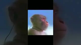 Обезьяна слушает я сигма крутой я сигма сигма
