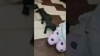 щенки амстафф