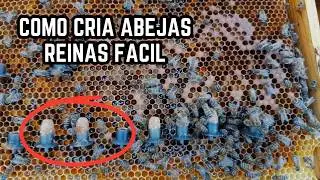 Método FACIL para criar abejas Reinas Paso a Paso Guía y GRATIS! 🐝